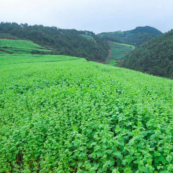 1599737441963714.jpg 苦荞麦3_副本.jpg