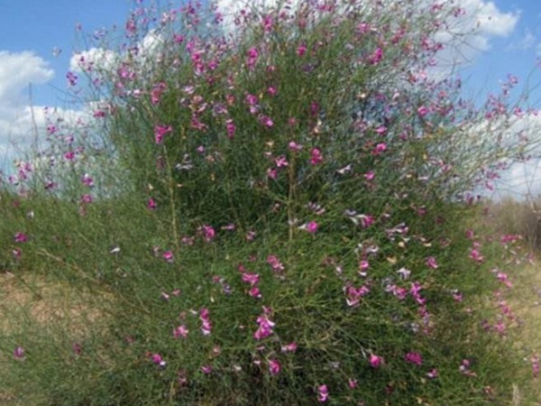 花棒图片