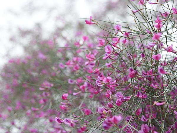 花棒图片