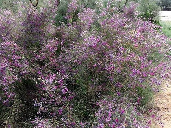 花棒图片