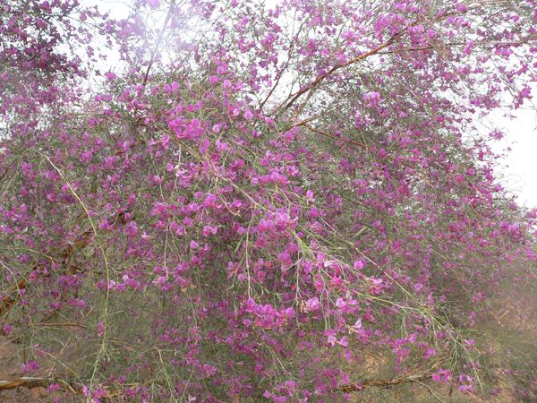 花棒图片