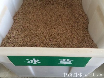 冰草种子