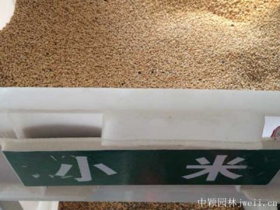 小米草种子