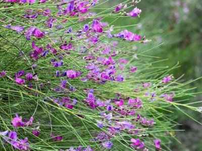 简析有关花棒种子的种植方法与技巧