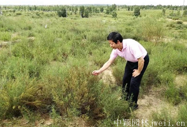 1600660138146390.jpg 沙蒿种子5.jpg