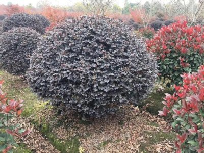 红花继木什么时候栽植比较好？
