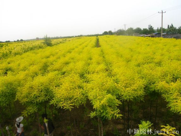 黄金槐15.jpg