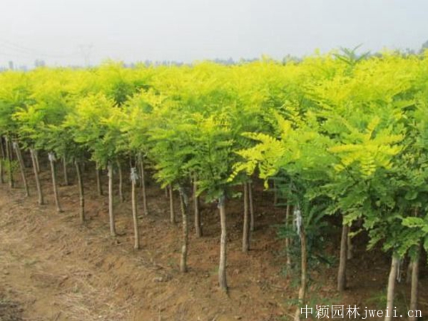 黄金槐13.jpg