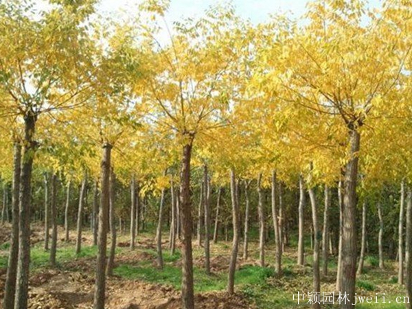 黄金槐28.jpg
