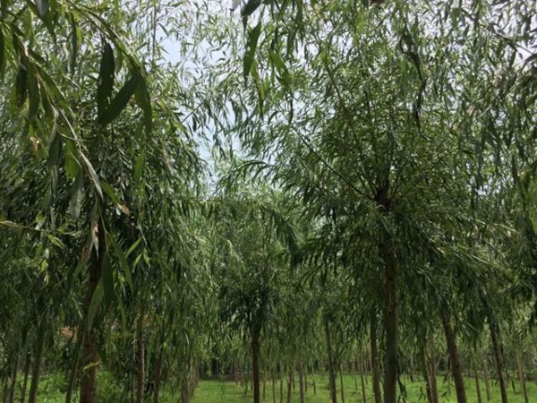 柳树8.jpg
