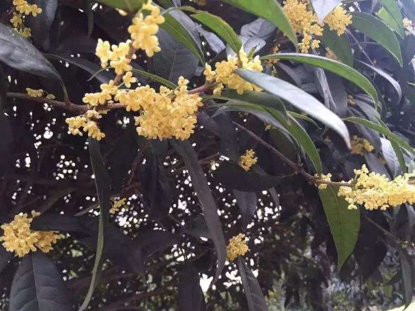 1609502219594535.jpg 桂花02.jpg