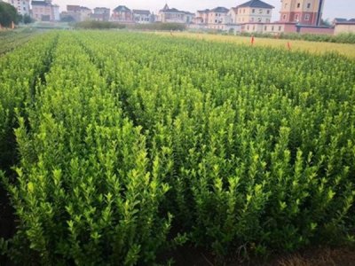 大叶黄杨又叫---冬青卫矛