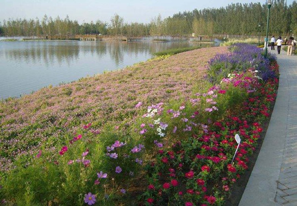 鱼塘护坡种植什么草种? 鱼塘护坡种植什么草种?