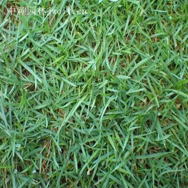 1619062618700036.jpg 结缕草2_副本.jpg