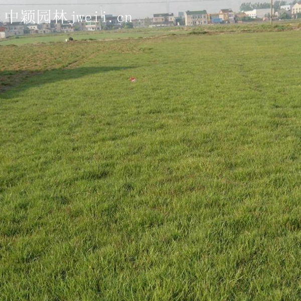 1619062640209061.jpg 结缕草5_副本.jpg
