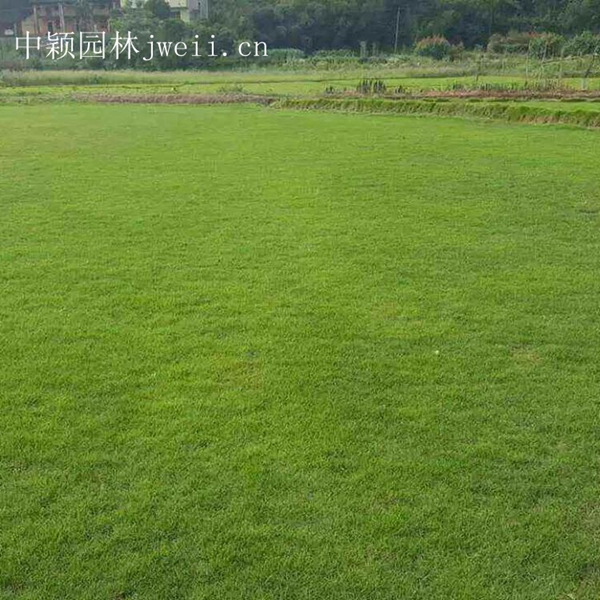 1619062648373696.jpg 结缕草15_副本.jpg