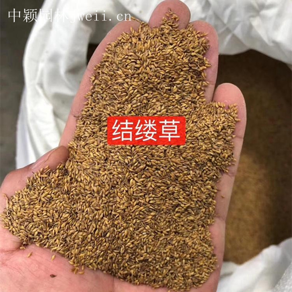 1619090458529315.jpg 结缕草11_副本.jpg