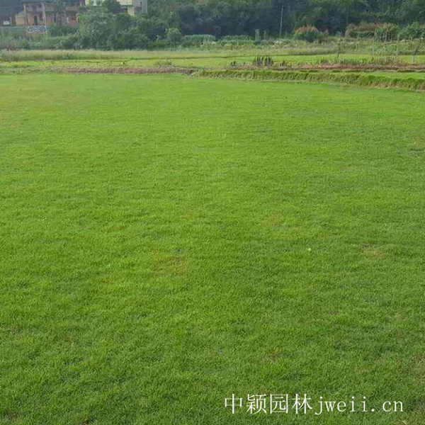 1619090493213312.jpg 结缕草8_副本.jpg