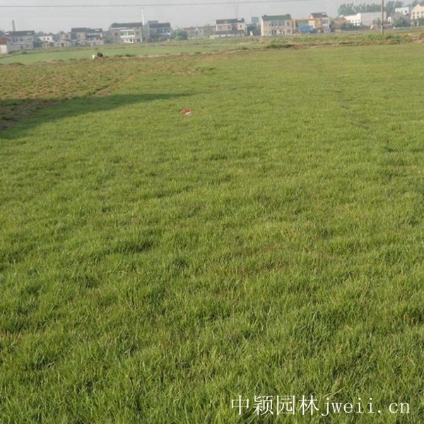 1619099055253410.jpg 结缕草14_副本.jpg