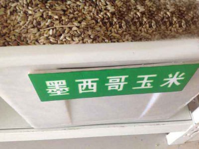墨西哥玉米草能留种吗？