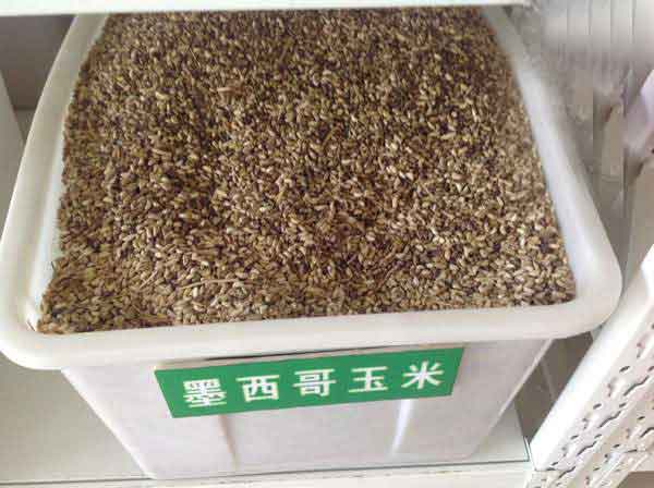 墨西哥玉米草种子图片 墨西哥玉米草种子图片