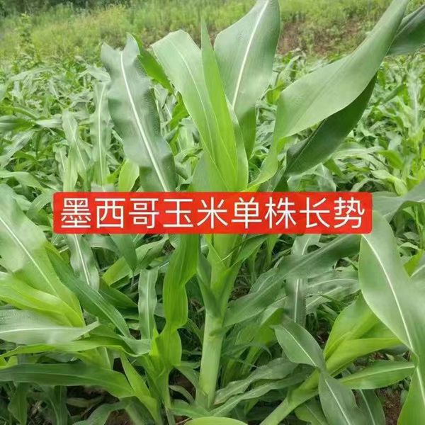 1623317692281892.jpg 墨西哥玉米草1_副本.jpg