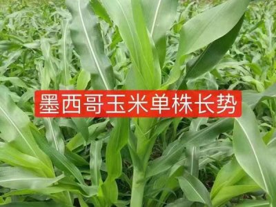 墨西哥玉米草种子怎么样播种好？