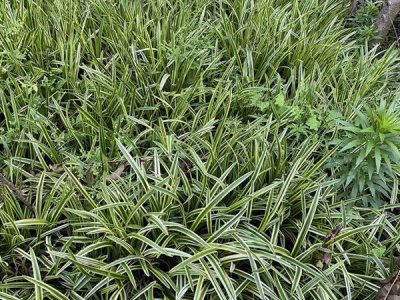 金边麦冬什么时候栽植比较好？