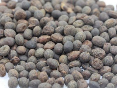 毛苕子种子哪里有卖的？
