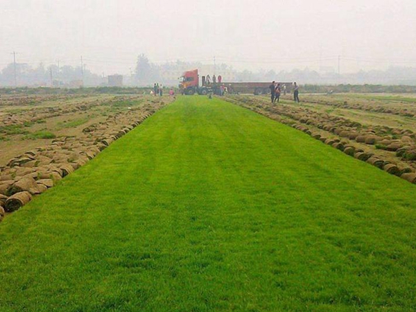 早熟禾包衣种子 25_副本.jpg