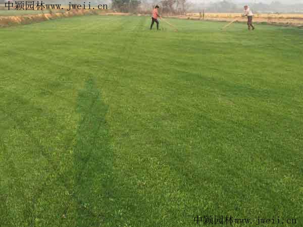 1627562278316521.jpg 草坪1_副本 (1).jpg