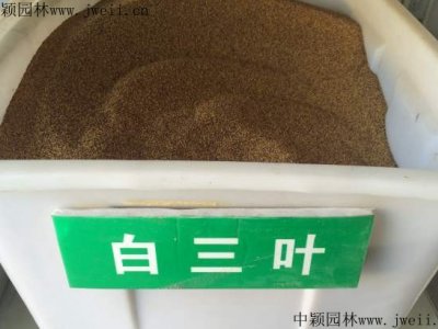 六月份可以播种什么草种？