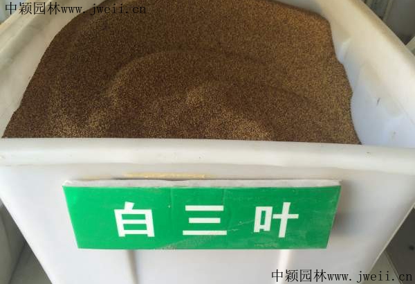 1627563077373313.jpg 白三叶草1.jpg