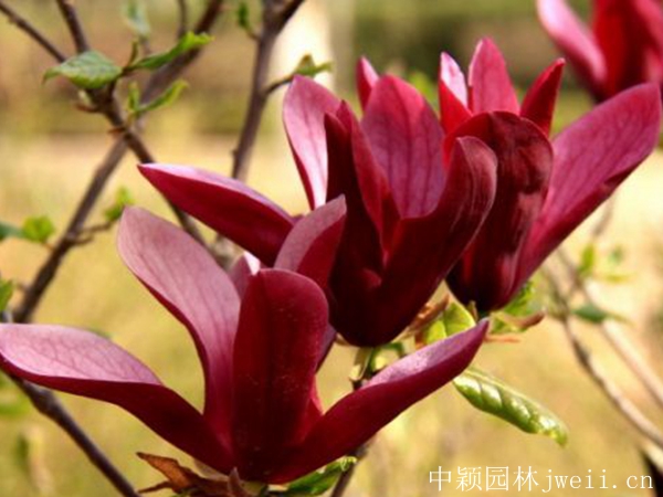 紫玉兰1.jpg