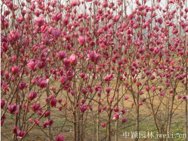 紫玉兰9.jpg