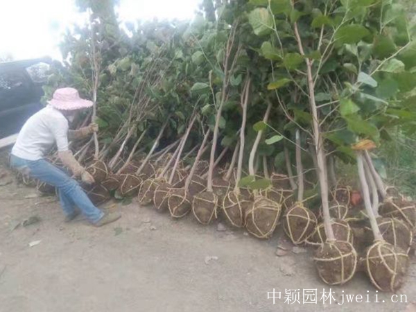 紫玉兰11.jpg