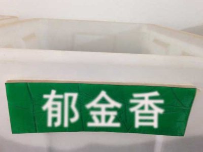 郁金香种子
