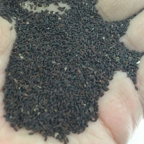 1628852747938565.jpg 芳香鼠尾草2_副本.jpg