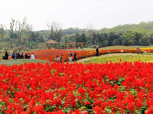 1630316440290762.jpg 花海植物2.jpg