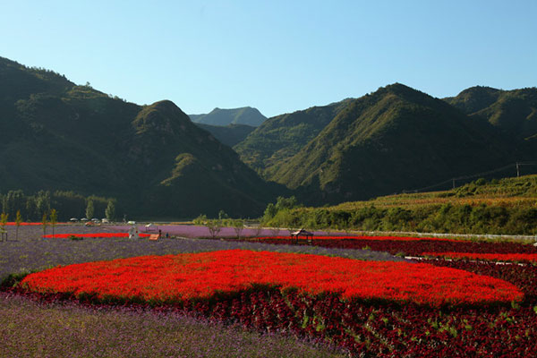 1630316452638052.jpg 花海植物1.jpg