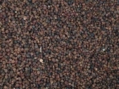 马莲种子播种方法