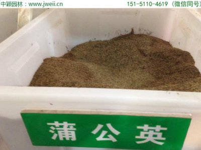蒲公英种子播种后多久发芽？