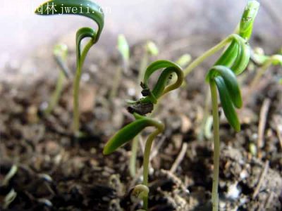蒲公英种子容易种植吗？