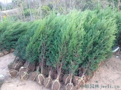 圆柏常用的规格有哪些