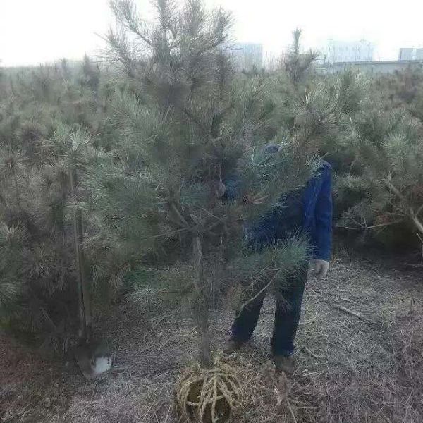 1630893877771037.jpg 黑松27.jpg