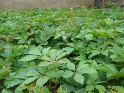 五叶地锦什么时候栽植比较好