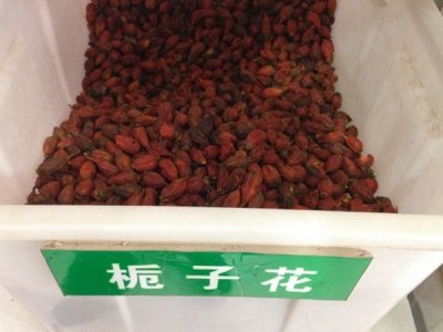 栀子花适合什么时候种植？