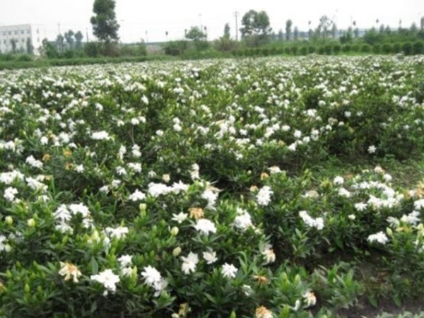 栀子花.jpg