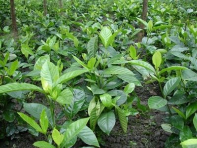 栀子花花期是什么时候？