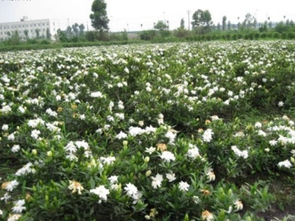 1631886284664147.jpg 栀子花9.jpg